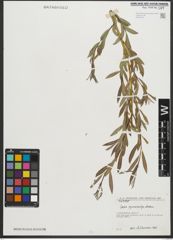 Foto von Salix pycnostachya Andersson